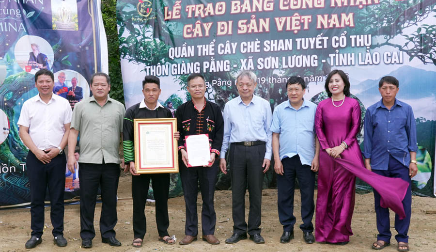 [-]Những[-]c&acirc;y[-]Ch&egrave;[-]Di[-]sản[-]cần[-]chăm[-]s&oacute;c[-]bảo[-]vệ[-]để[-]ph&aacute;t[-]triển[-]kinh[-]tế[-]bền[-]vững[-]cho[-]v&ugrave;ng[-]cao